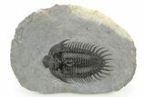 Spiny Comura Trilobite - Very Large Specimen #251441-3
